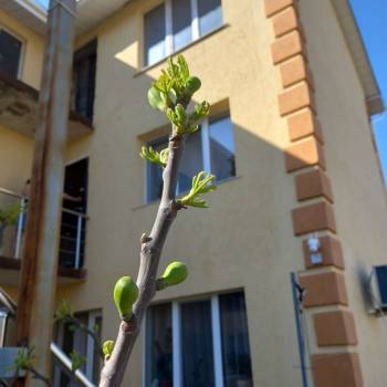 Сдается 1-комнатная квартира, 25 м²